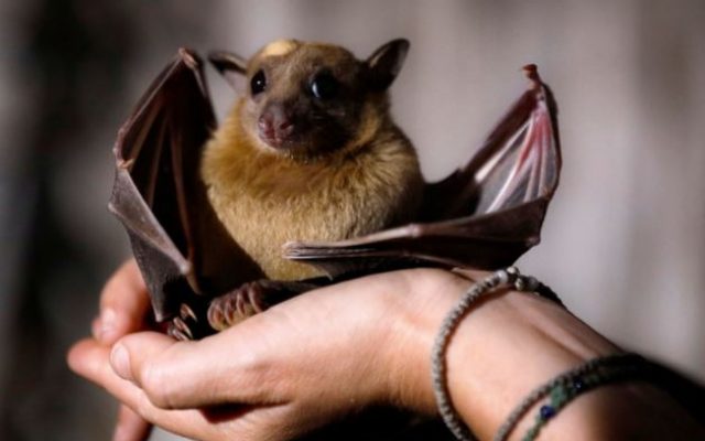 Fruit bat