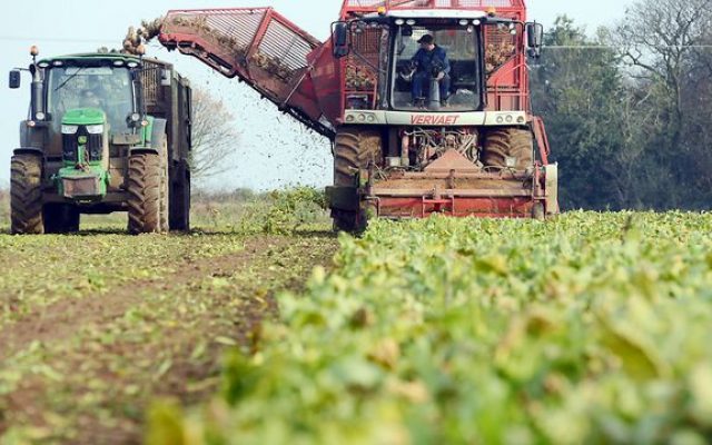beet harvest