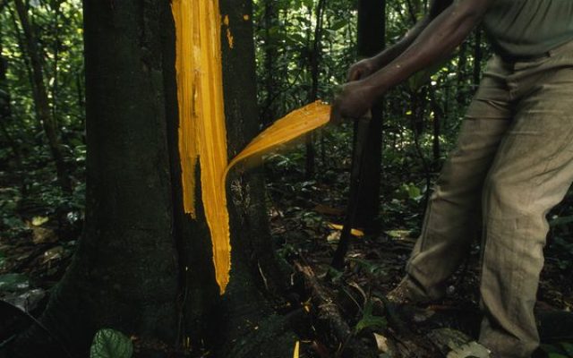 quinine-from-tree-bark